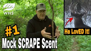 #1 Mock Scrape Scent For Big Bucks