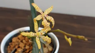 Bud blast in my orchids