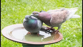 Pigeons Preening Each Other in the Birdbath