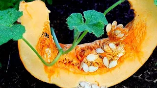 🍉 TODOS los Bio SECRETOS para el ➤ Cultivo del Zapallo, Calabaza, Sandía...