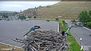 Black-billed Magpies Have A Party At Hellgate Nest – Aug. 19, 2021