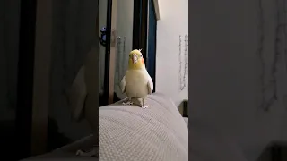 Cute Cockatiel Rio Baby 💛 #cockatiel #parrot #model #rio #shorts