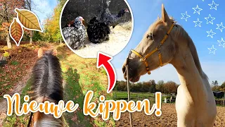 Paarden weer trainen na vakantie & wij hebben een grote fout gemaakt... | felinehoi VLOG #485