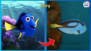 Finding Nemo Characters In Real Life 2022