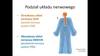 Podstawy i podział układu nerwowego (wstęp)