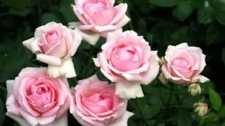 Розовые розы Светке Соколовой