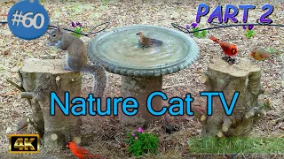 TV for Cats 😻 Part 2 | Birds 🐦 and Squirrels 🐿Feeder at a Birdbath Uninterrupted CatTV