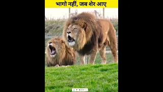 शेर🦁 के हमले से बचने का बस यही तरीका हैं।#shorts #lion #wildlife