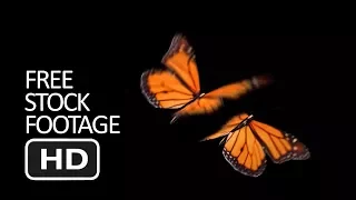 Free Stock Footage - Flying Butterfly Black Background