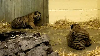 Tiger Cubs Gender Reveal...