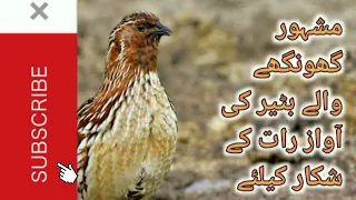 Ghonga batair awaz rat kliye,ghonga batair voice for night hunting