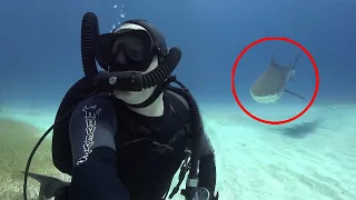 6 Shark Encounters You Can't Handle Watching