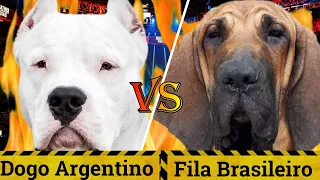 Dogo Argentino vs Fila Brasileiro | Dogo Argentino vs Brazilian Mastiff | Billa Boyka |