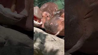 Hippos Love Watermelons