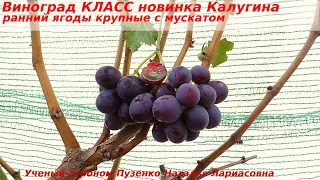 Виноград КЛАСС новинка Калугина с крупными ягодами и мускатом во вкусе. (Пузенко Наталья Лариасовна)