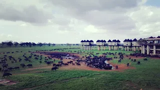 I WOKE UP SURROUNDED BY WILD ANIMALS IN SALT LICK SAFARI LODGE KENYA  #budgettravel #safari #fyp