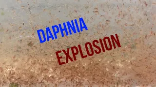 Daphnia Explosion - How to Raise Daphnia and Feed Your Entire Fish Room