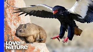 Deadly Eagles Pluck Rock Rabbits in Flight