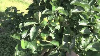 HDC Fruit thinning - Lithuanian