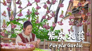 "Spices of Four Seasons" Purple Garlic - The Essential Spicy Flavor on the Tables in Yunnan