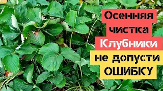 Осенняя чистка и обрезка клубники / Многие допускают ошибку / Огород дяди Вовы