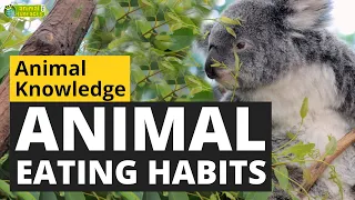 Animal Eating Habits 🍴 - Animals for Kids - Educational Video