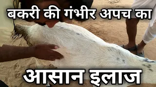 goat indigestion treatment बकरी की अपच बदहजमी का इलाज bakri ka ilaj aur dekhbhal