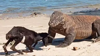 The goat pretended to be hit by a komodo dragon