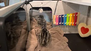 Emu Chick Sees Itself In A Mirror 4 day old 🪞#emu #brooder #cutebabyanimals #farmlife #farmanimals