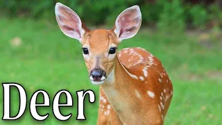 All About Deer. Interesting Facts. Things you need to know about Deer. Animals Life