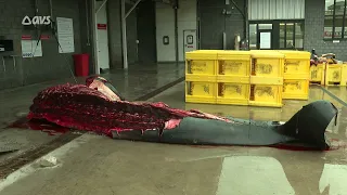 Aangespoelde orka aangekomen bij UGent
