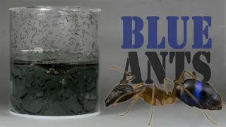 💧🐜Cylinder formicarium, pyramids and BLUE ants! (Camponotus festinus, AntroPolis)