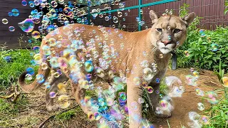 REACTION OF LYNXES, COUGARS AND RACCONS TO SOAP BUBBLES / Little lynx got tired for the first time
