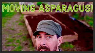 HOW TO TRANSPLANT ASPARAGUS IN A RAISED GARDEN BED