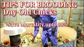 Day old Chicken brooding Tips. Save mortality upto 98%  / Chicken rearing in Kenya