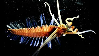 Squidworm - Deepsea Oddities
