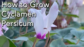 How To Grow Cyclamen persicum - And make it flower year after year, care for outdoors.