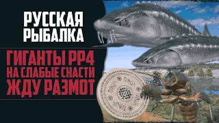 Тест Катушки На ОСЁТРАХ | Жду СИЛЬНЫЙ РАЗМОТ | Русский Осётр на Ахтубе 🔴 Прокачка Аккаунта #39