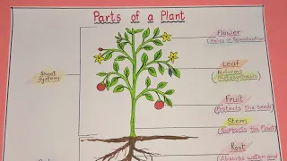 How to draw parts of a plant / Parts of a plant  / Draw parts of a plant