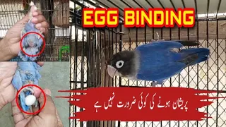 Lovebirds egg binding problem solve|| urdu // hindi