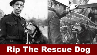 Rip The Rescue Dog - World War 2 Stories