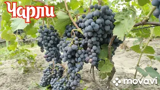 Виноград Чарли