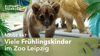 Frühlingskinder (Folge 867) | Elefant, Tiger & Co. | MDR