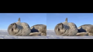 Stereo 3D Antarctica Weddell Seal Pup & Swimming Behavior