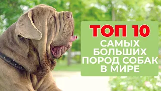 Самые большие породы собак в мире - ТОП 10