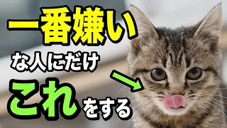 猫が家族の中で一番嫌いな人にしか見せない仕草10選を獣医師が解説します