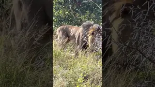 Dominant Male stalks and fights the other male