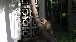 CHATON PÊCHEUR - Je T'AIME, MOI NON PLUS, CHATON GRIMPEUR!