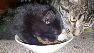 Kitten growls while eating.