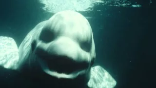 Beluga / White Whale Noc imitates human speech